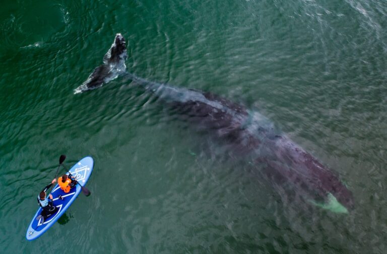 Тур к мечте или как я встретила китов